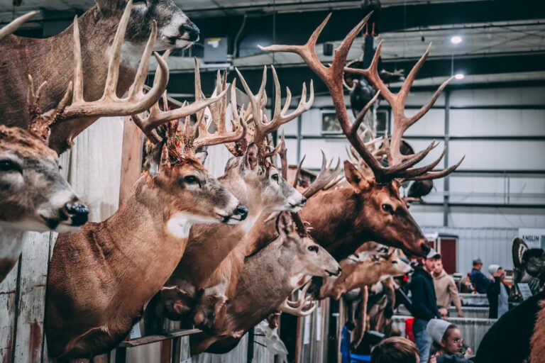 Display of various deer and elk taxidermy mounts at the Midwest Sportsmen Classic, showcasing attractions for visitors interested in hunting and wildlife.