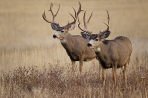 Two mule deer bucks standing in a field, representing the wildlife focus of the Midwest Sportsmen Classic.
